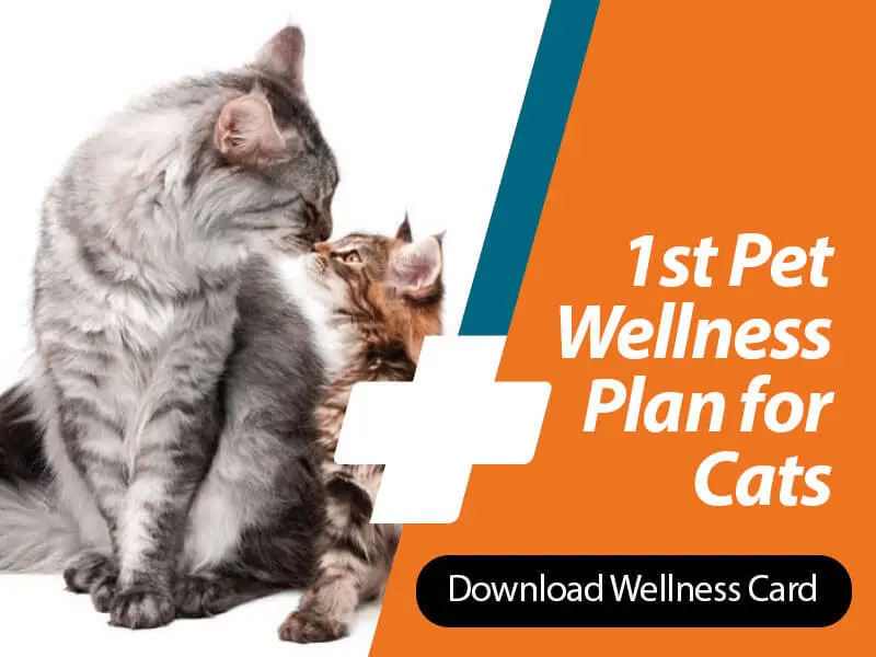 1st Pet Vet: Wellness Card for Cats
