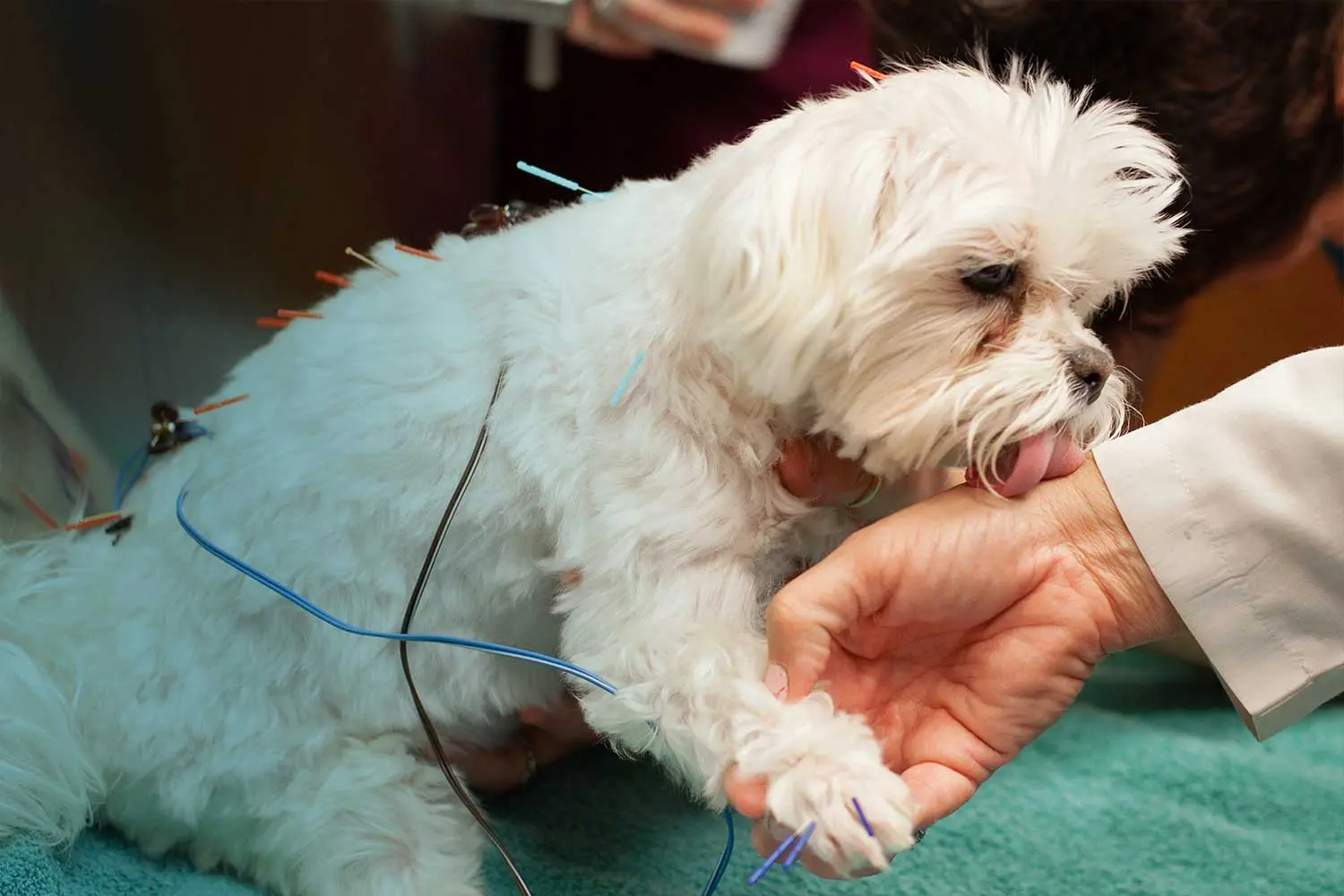 Veterinary Acupuncture Slide