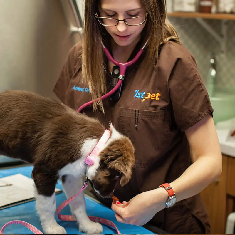 1st Pet Vet Patients-26