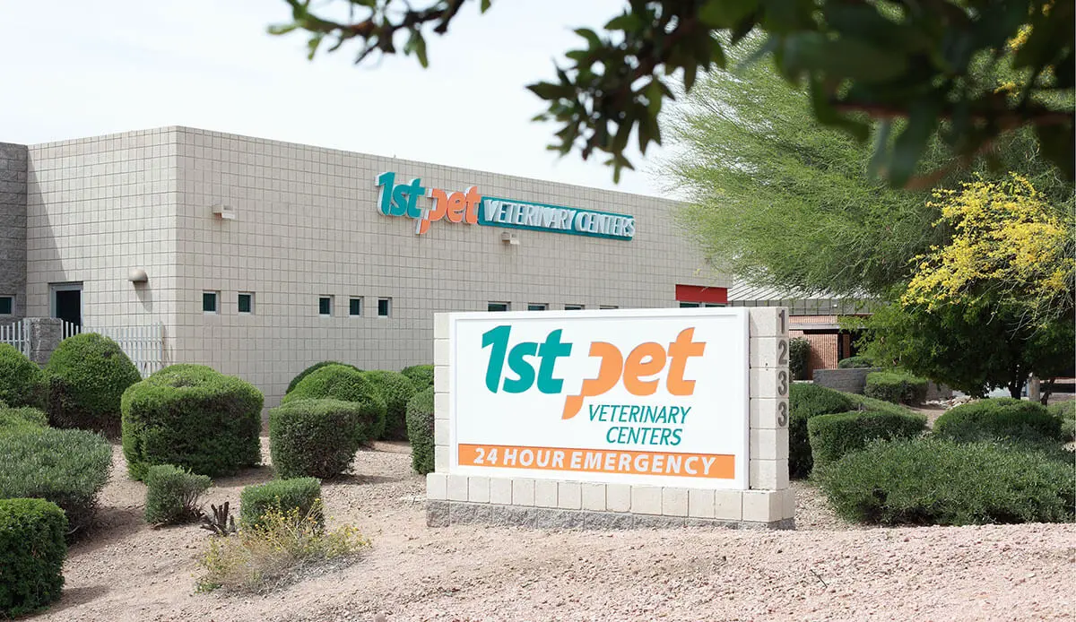 Veterinarian, Dog Vaccinations in Chandler AZ | 1st Pet Vet