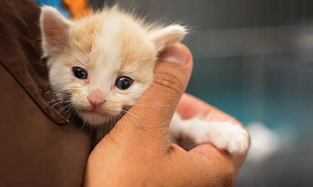 6 Tips For Introducing A New Kitten To Your Resident Cat 1st Pet Veterinary Centers Az,Dog Ear Mites Treatment