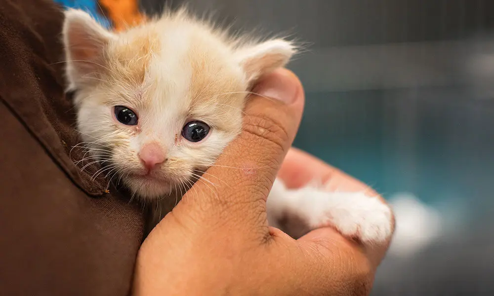 introducing cat to kitten hissing