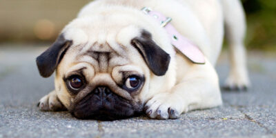 Stress Signals: What Every Dog Owner Should Know About Pet Anxiety ...