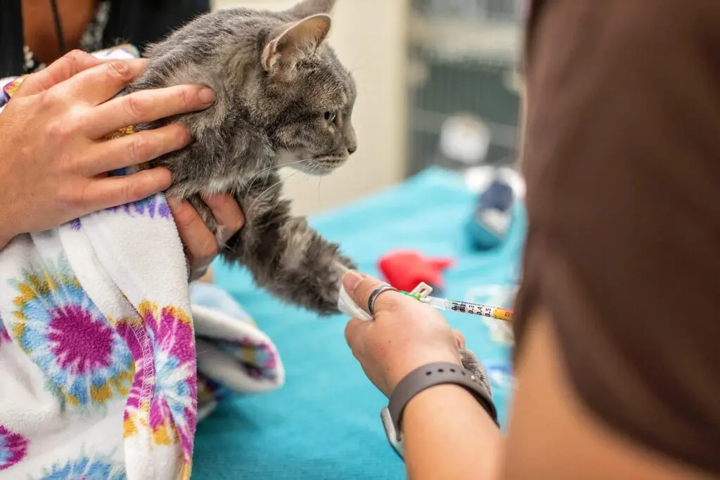 could-your-cat-be-a-blood-donor-1st-pet-veterinary-centers