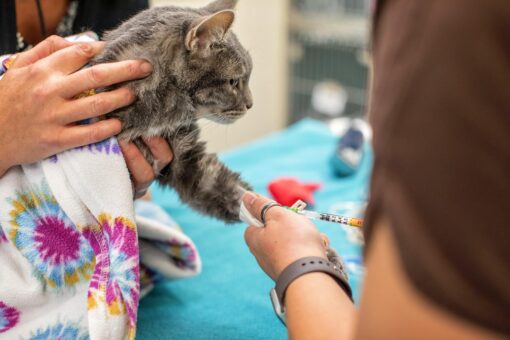 Could Your Cat Be a Blood Donor? 1st Pet Veterinary Centers