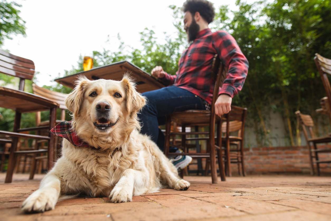 Cute dog and his owner sitting in a brewery stock photo