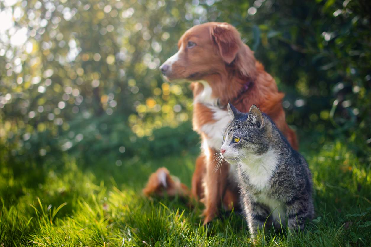 Cat and dog sitting together in grass stock photo